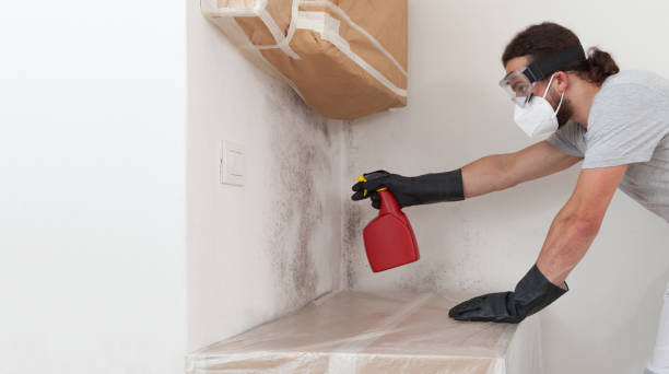 Professional Basement Mold Removal technician working in Madison, NJ