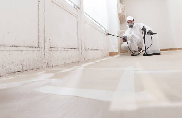 24/7 Emergency Basement Mold Removal experts in Madison, NJ